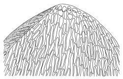 Calliergon richardsonii, leaf apex. Drawn from C.J. Burrows s.n., Feb. 1971, CHR 343073.
 Image: R.C. Wagstaff © Landcare Research 2014 